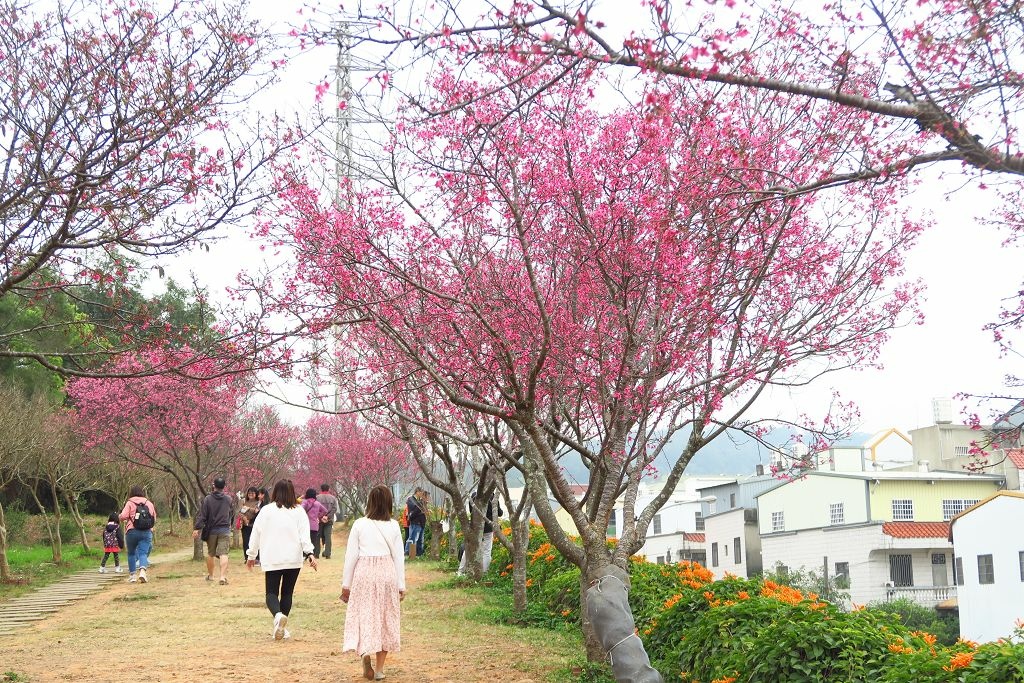 苗栗--銅鑼  人山人海的炮仗花海公園櫻花季