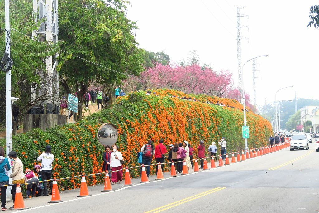 苗栗--銅鑼  人山人海的炮仗花海公園櫻花季