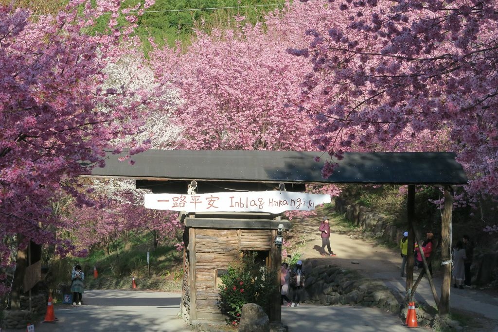 新竹--尖石  運氣爆棚司馬庫斯櫻花季和滿天粉紅櫻花步道