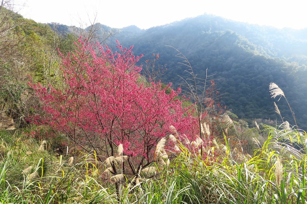 新竹--尖石  運氣爆棚司馬庫斯櫻花季和滿天粉紅櫻花步道