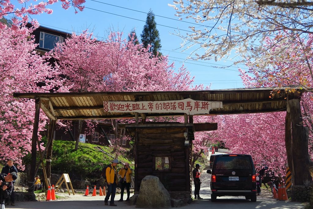 新竹--尖石  運氣爆棚司馬庫斯櫻花季和滿天粉紅櫻花步道