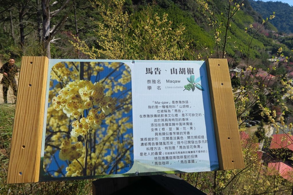 新竹--尖石  運氣爆棚司馬庫斯櫻花季和滿天粉紅櫻花步道