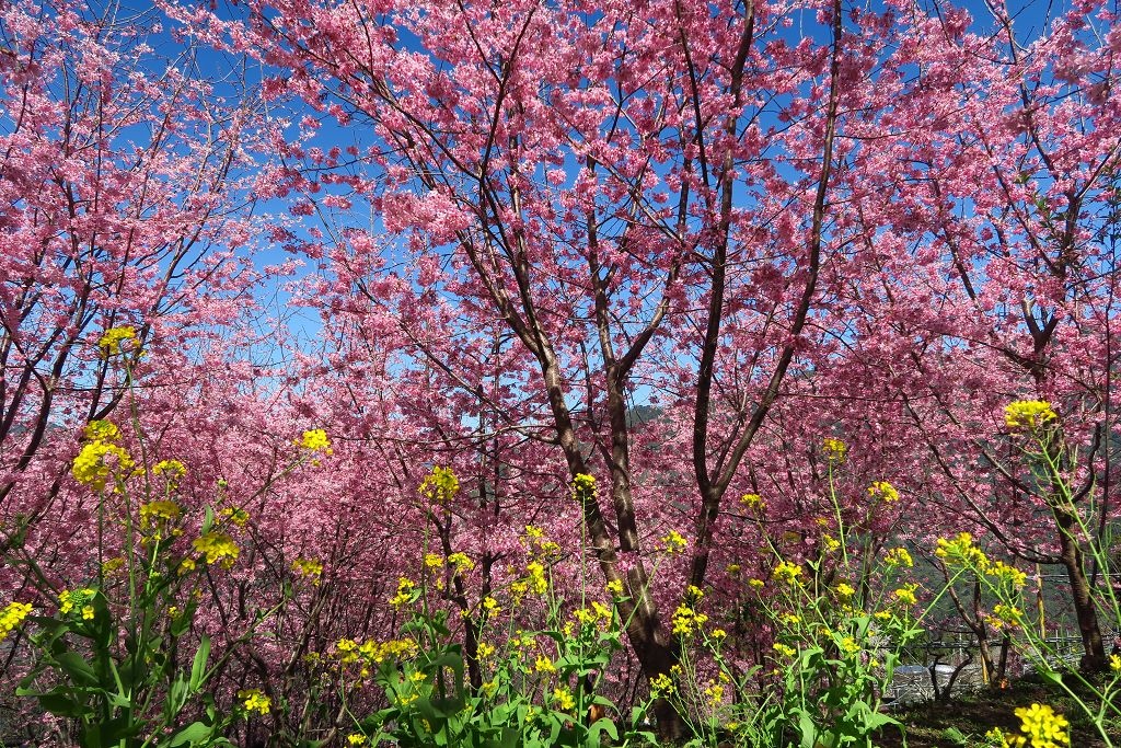 新竹--尖石  櫻花正美的財伯觀光果園