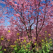 台中--后里  泰安派出所櫻花林、中科崴立櫻花公園