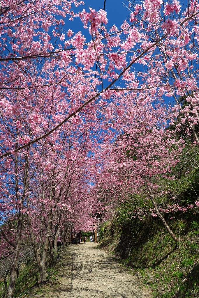 新竹--尖石  櫻花滿到炸的新賞櫻點霞喀羅櫻花谷