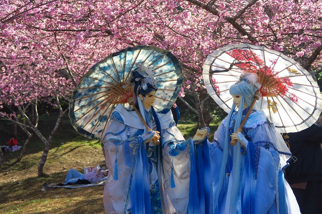 高雄--桃源  五訪繁花滿天的寶山二集團櫻花公園