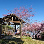 高雄--桃源  五訪繁花滿天的寶山二集團櫻花公園