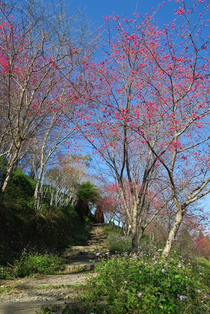 高雄--桃源  五訪繁花滿天的寶山二集團櫻花公園