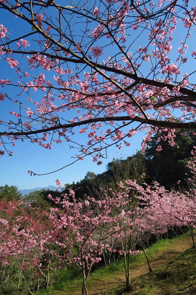 高雄--桃源  五訪繁花滿天的寶山二集團櫻花公園