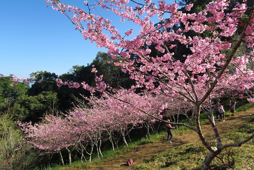 高雄--桃源  五訪繁花滿天的寶山二集團櫻花公園