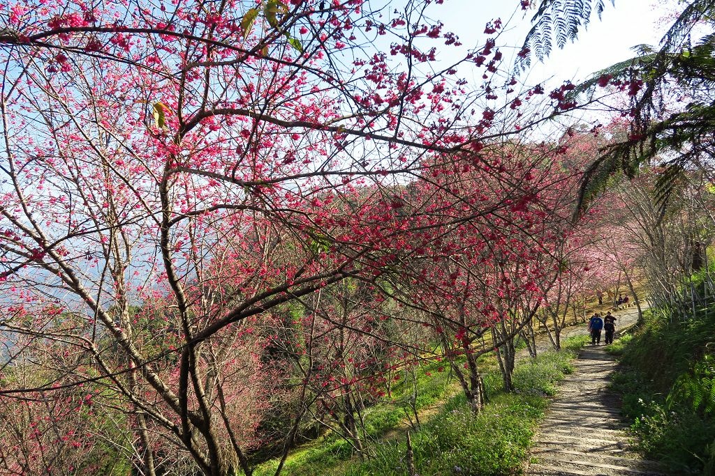 高雄--桃源  五訪繁花滿天的寶山二集團櫻花公園