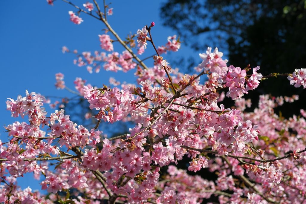 高雄--桃源  五訪繁花滿天的寶山二集團櫻花公園