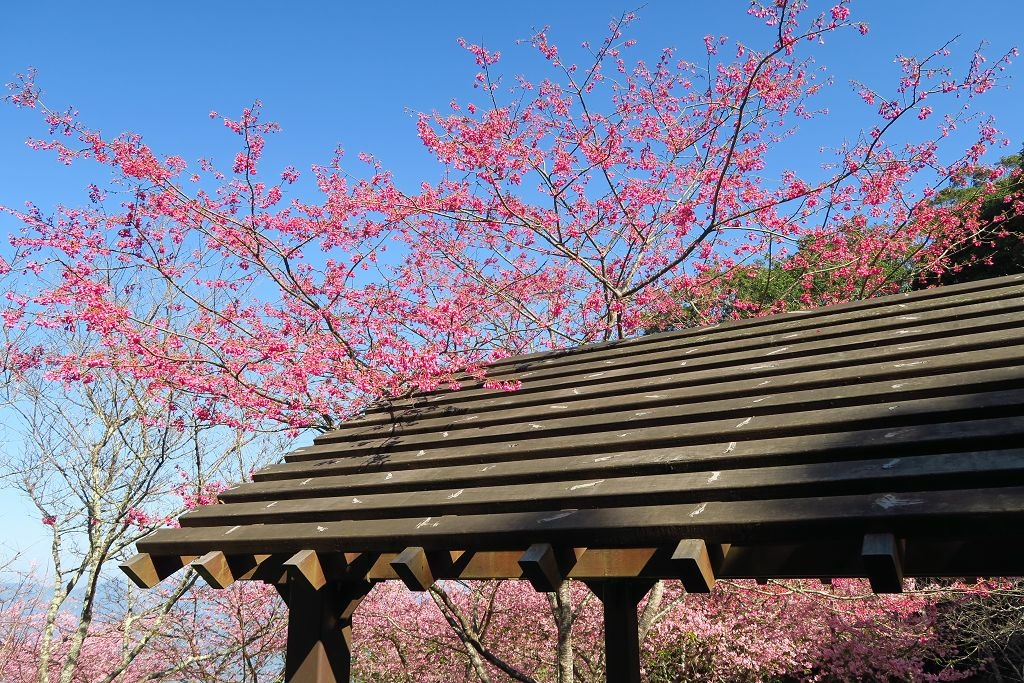 高雄--桃源  五訪繁花滿天的寶山二集團櫻花公園