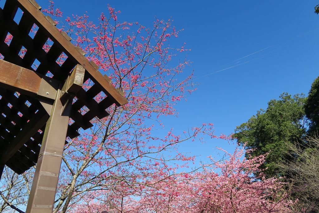 高雄--桃源  五訪繁花滿天的寶山二集團櫻花公園