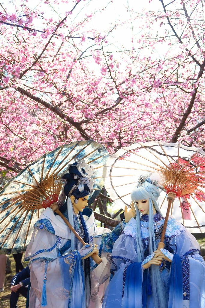 高雄--桃源  五訪繁花滿天的寶山二集團櫻花公園