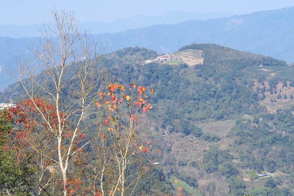 高雄--桃源  五訪繁花滿天的寶山二集團櫻花公園