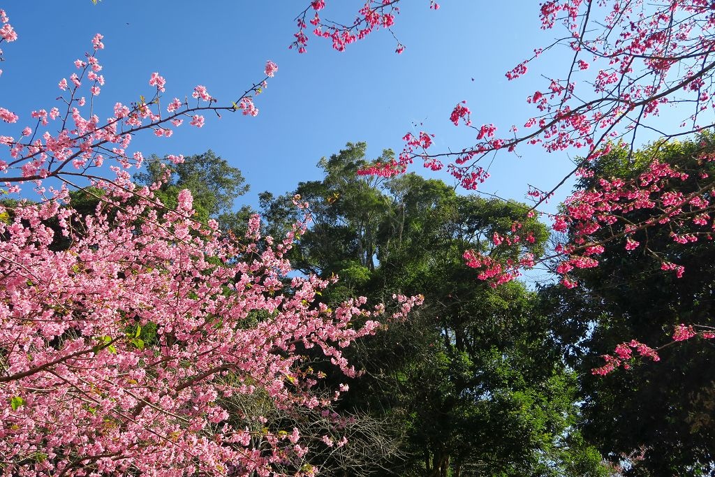 高雄--桃源  五訪繁花滿天的寶山二集團櫻花公園