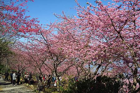 高雄--桃源茂林  賞櫻賞蝶半日遊