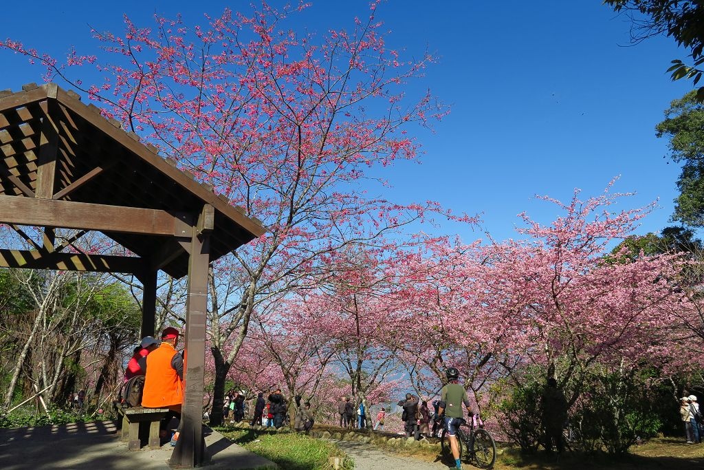 高雄--桃源  五訪繁花滿天的寶山二集團櫻花公園