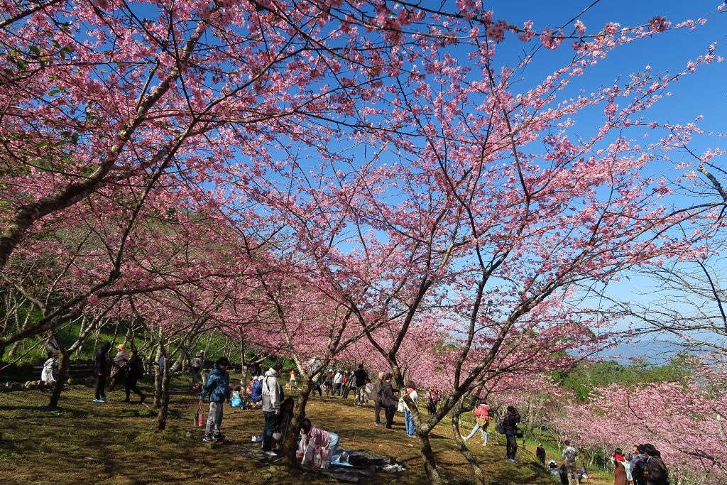 高雄--桃源  五訪繁花滿天的寶山二集團櫻花公園