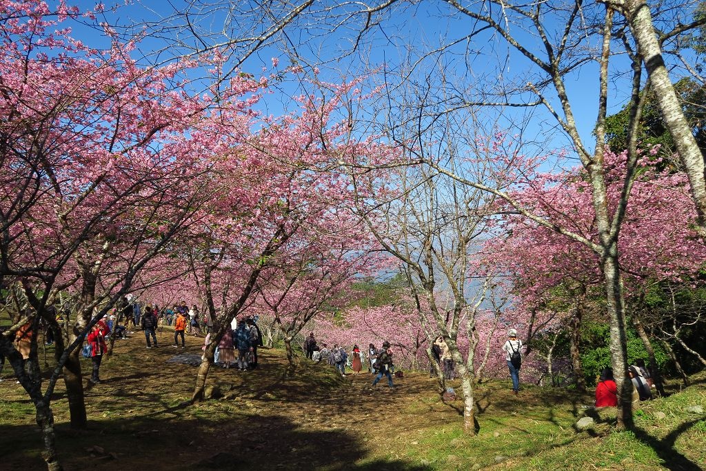 高雄--桃源  五訪繁花滿天的寶山二集團櫻花公園