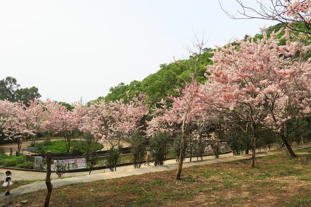 高雄--六龜  維多利亞公園滿開花旗木