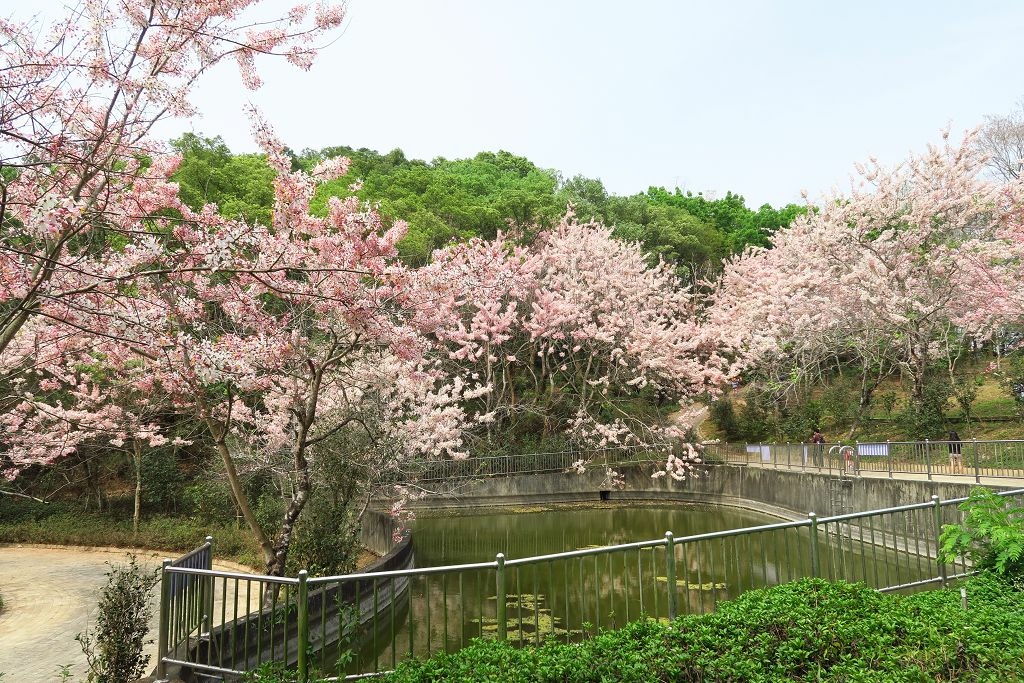 高雄--六龜  維多利亞公園滿開花旗木