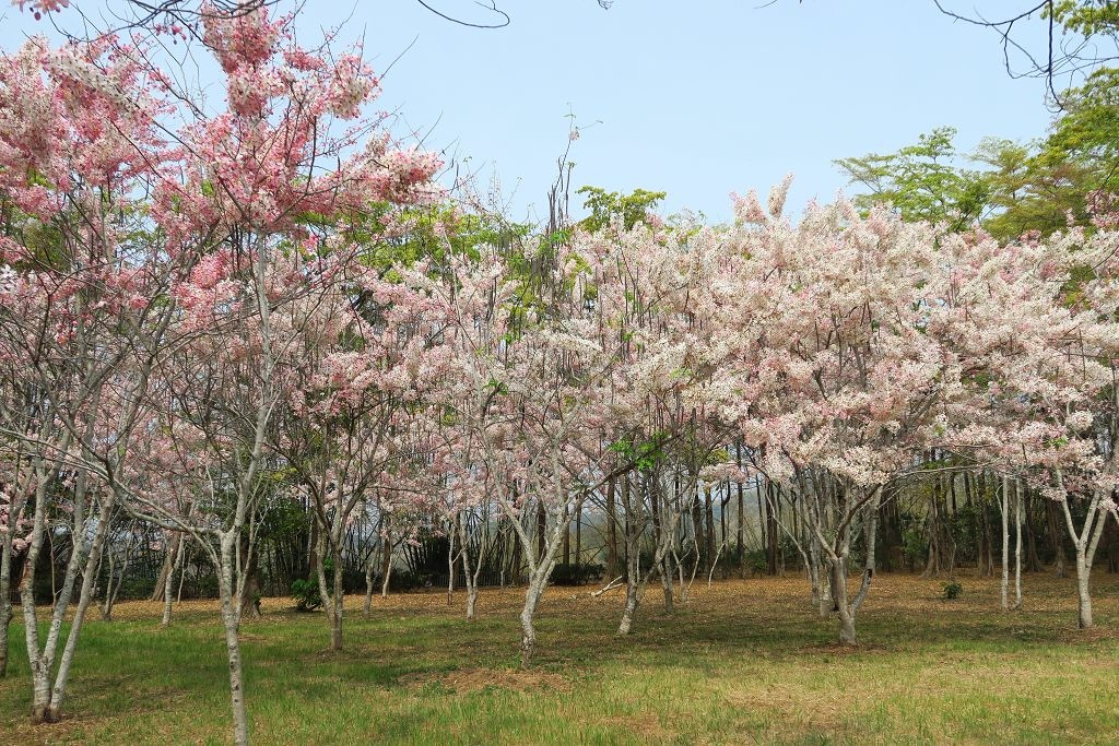 高雄--六龜  維多利亞公園滿開花旗木