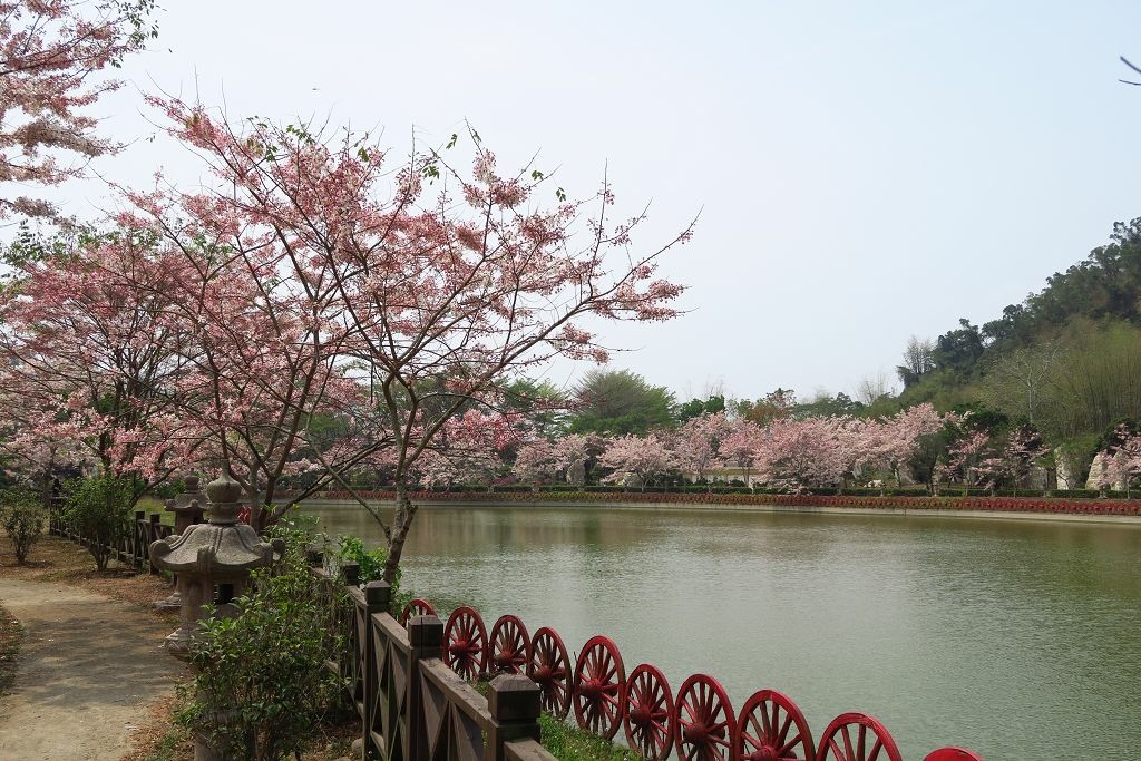 高雄--賞花旗木、爬六義山一日遊