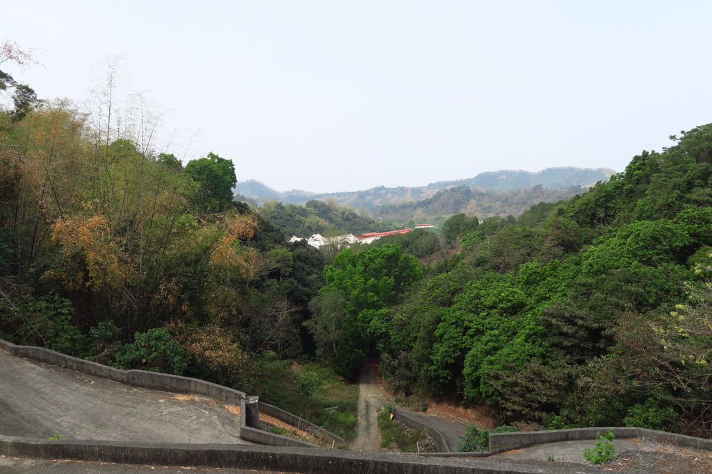 高雄--六龜  天臺山維多利亞公園滿開花旗木