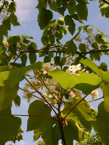 油桐花開