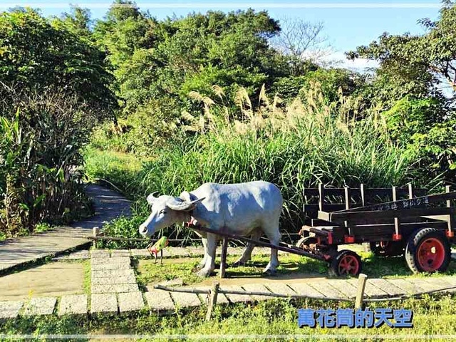 萬花筒的天空019春茶鄉.jpg - 20230227台北木柵貓空春茶鄉