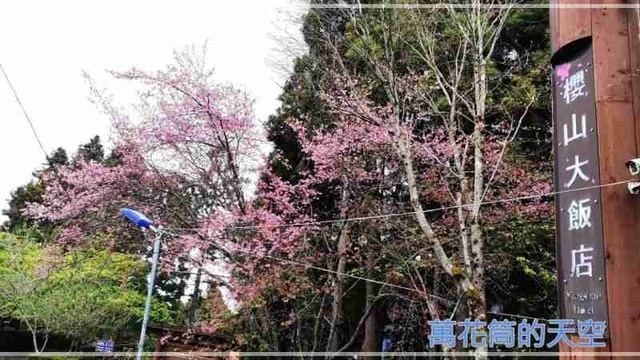 萬花筒的天空161阿里山B.jpg - 20220321嘉義阿里山森林遊樂園區櫻花