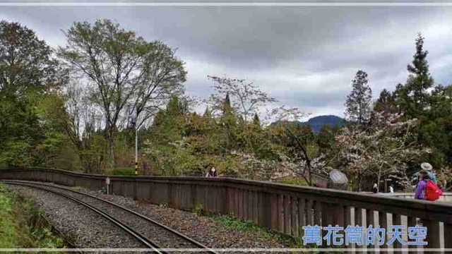 萬花筒的天空149阿里山B.jpg - 20220321嘉義阿里山森林遊樂園區櫻花