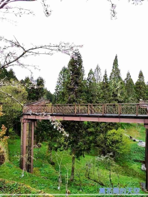 萬花筒的天空136阿里山B.jpg - 20220321嘉義阿里山森林遊樂園區櫻花