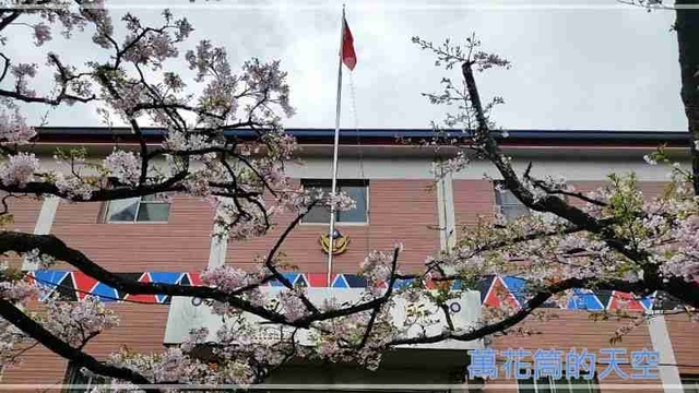 萬花筒的天空82阿里山B.jpg - 20220321嘉義阿里山森林遊樂園區櫻花