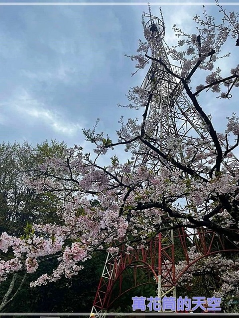 萬花筒的天空03阿里山H.jpg - 20220321嘉義阿里山森林遊樂園區櫻花