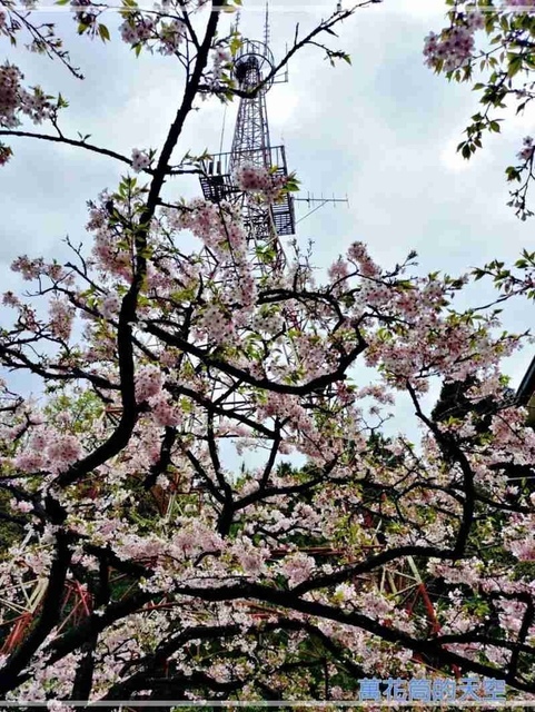 萬花筒的天空83阿里山B.jpg - 20220321嘉義阿里山森林遊樂園區櫻花