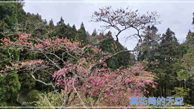 萬花筒的天空76阿里山B.jpg - 20220321嘉義阿里山森林遊樂園區櫻花