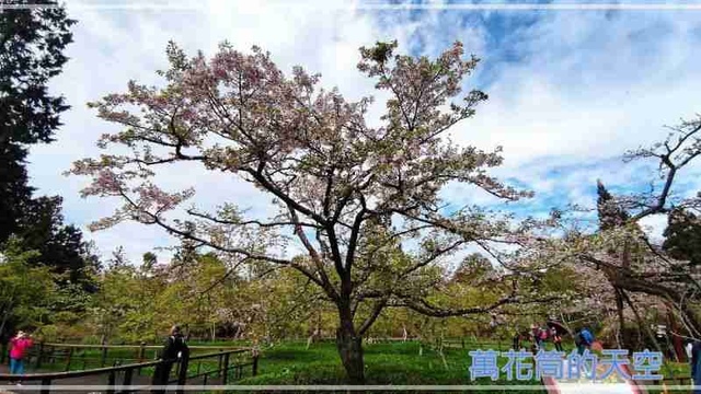 萬花筒的天空62阿里山B.jpg - 20220321嘉義阿里山森林遊樂園區櫻花