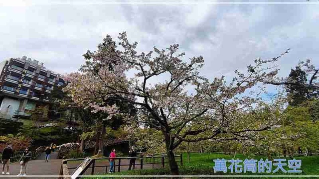 萬花筒的天空59阿里山B.jpg - 20220321嘉義阿里山森林遊樂園區櫻花