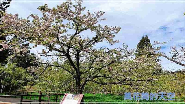 萬花筒的天空56阿里山B.jpg - 20220321嘉義阿里山森林遊樂園區櫻花