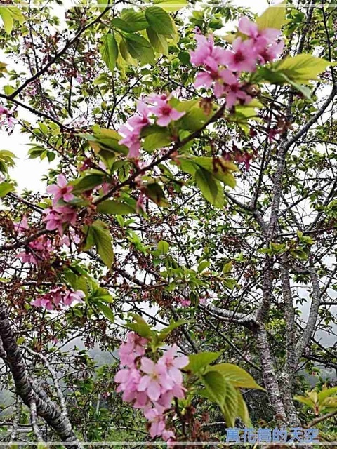 萬花筒的天空46石棹.jpg - 20220320嘉義阿里山石棹