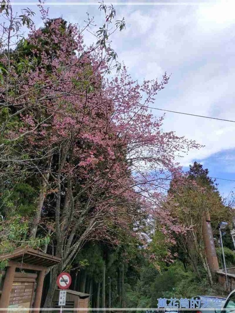 萬花筒的天空28阿里山B.jpg - 20220321嘉義阿里山森林遊樂園區櫻花