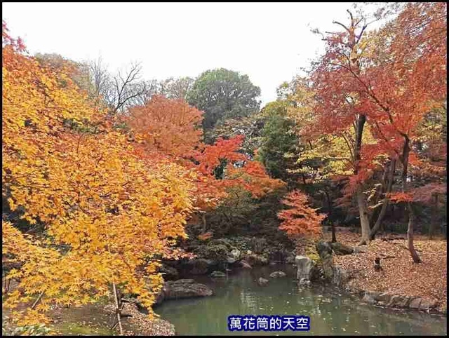 萬花筒79東京二.jpg - 20191210東京駒込六義園りくぎえん賞楓