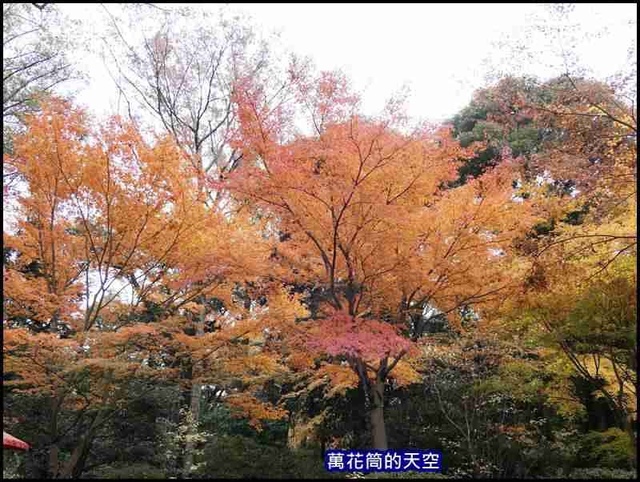 萬花筒14東京六義園.jpg - 20191210東京駒込六義園りくぎえん賞楓