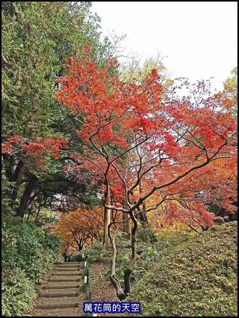 萬花筒72東京二.jpg - 20191210東京駒込六義園りくぎえん賞楓