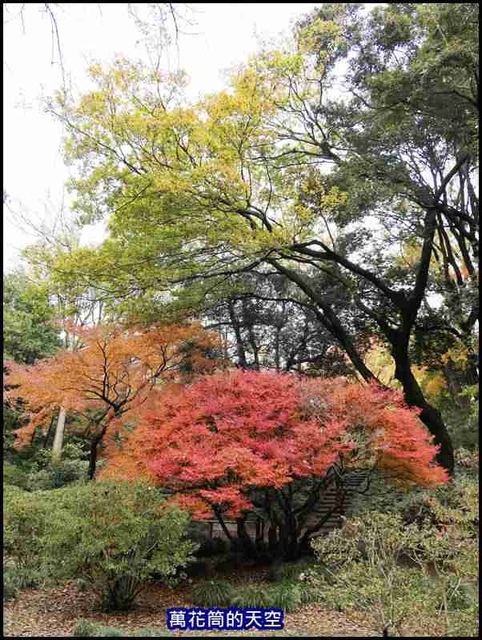 萬花筒33東京六義園.jpg - 20191210東京駒込六義園りくぎえん賞楓