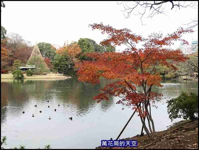 萬花筒40東京六義園.jpg - 20191210東京駒込六義園りくぎえん賞楓