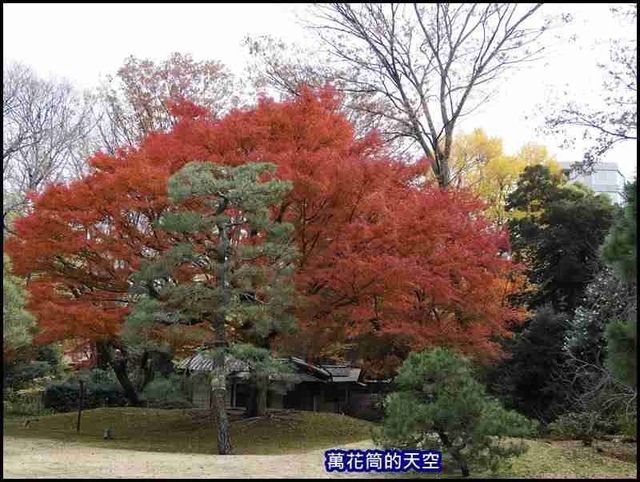 萬花筒50東京六義園.jpg - 20191210東京駒込六義園りくぎえん賞楓